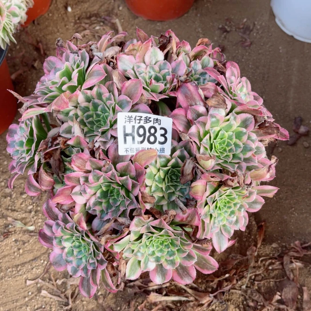 【闪购商品】983天合