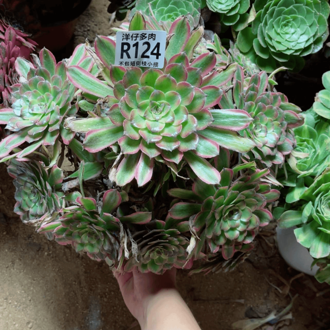 【闪购商品】124黄花梨