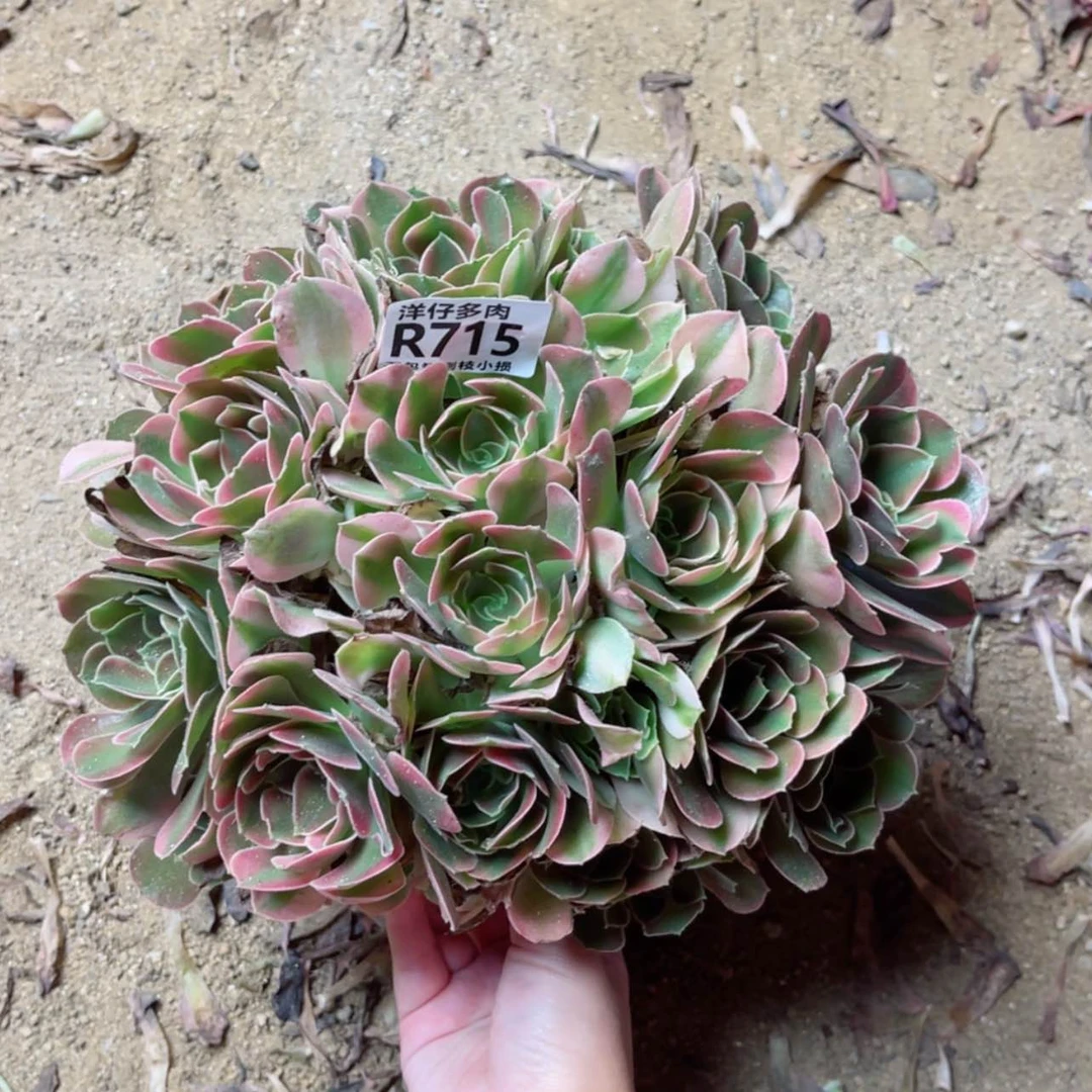 【闪购商品】715香妃