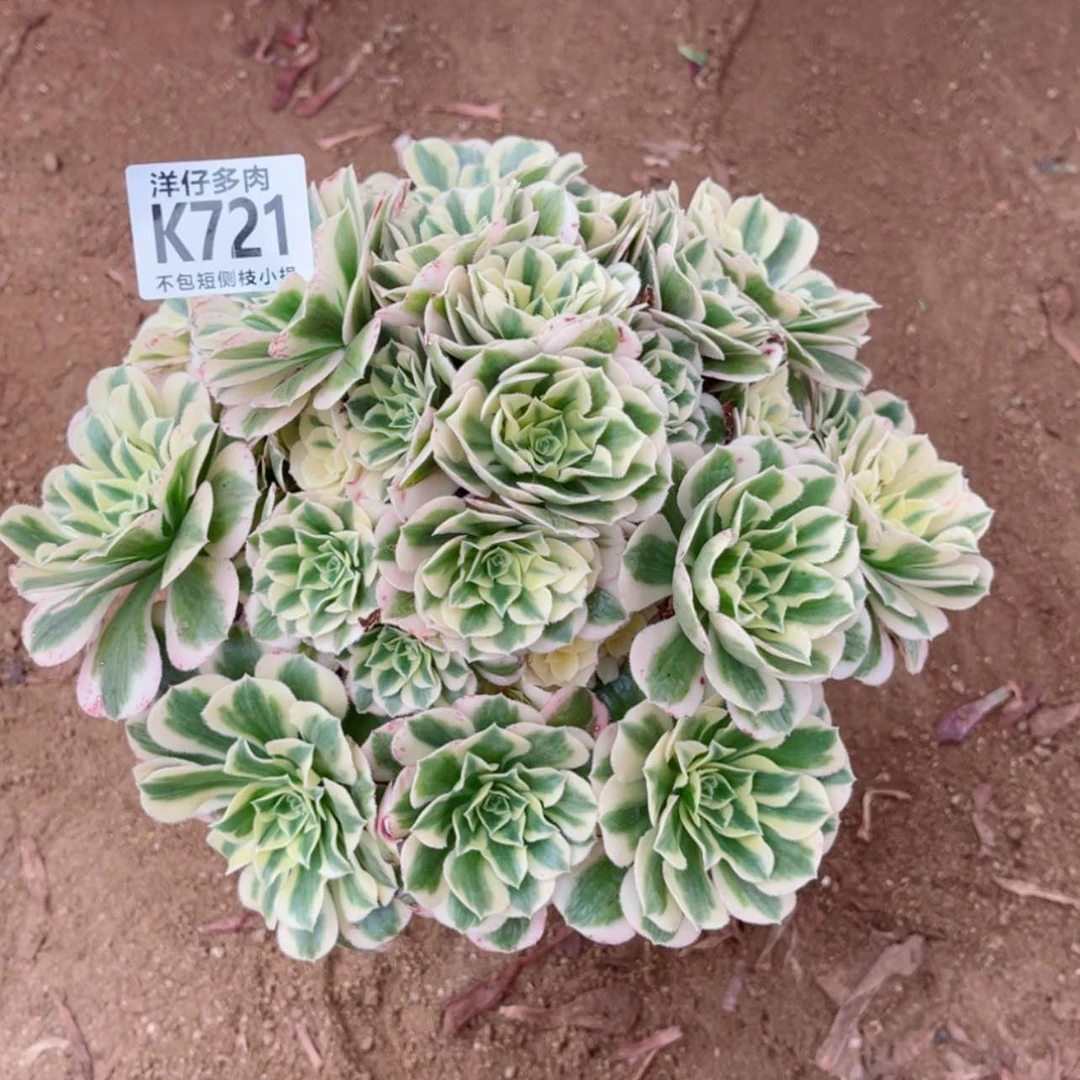 【闪购商品】721迈巴赫 冠幅20左右