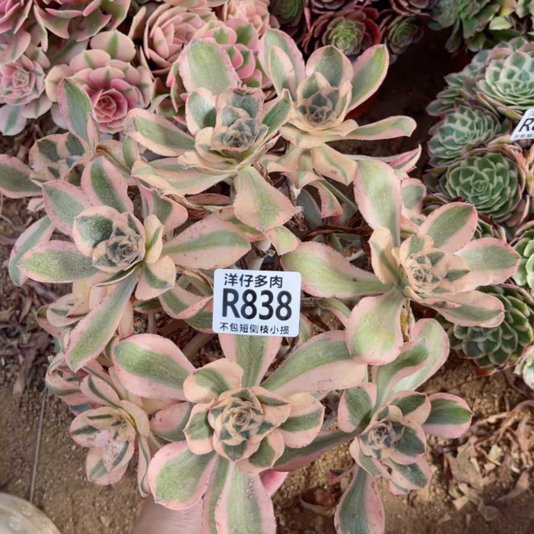 【闪购商品】838艳姿