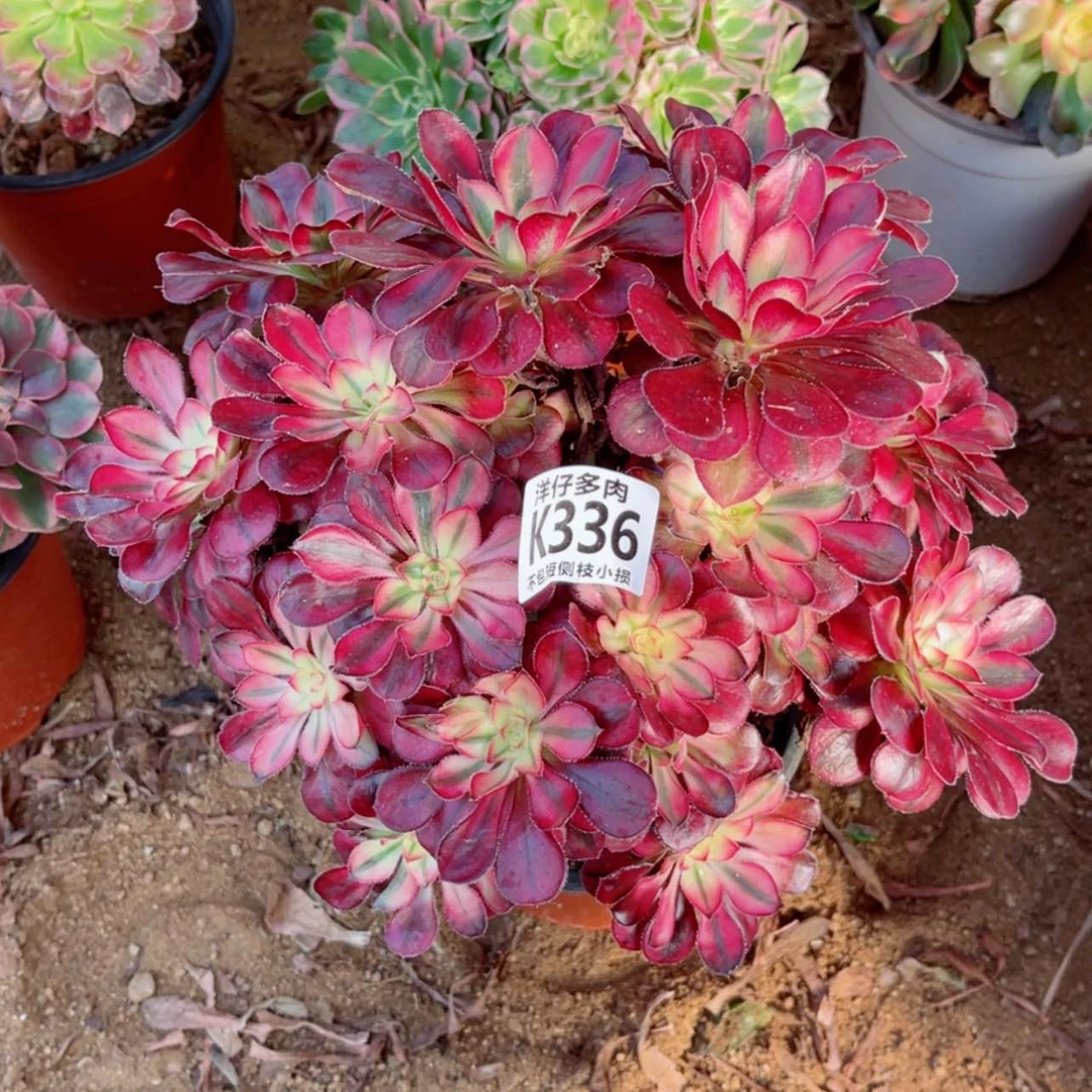 【闪购商品】336香奈儿