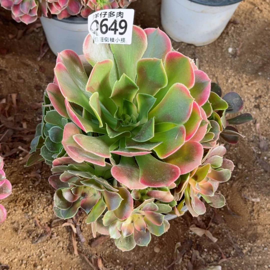 【闪购商品】649香妃