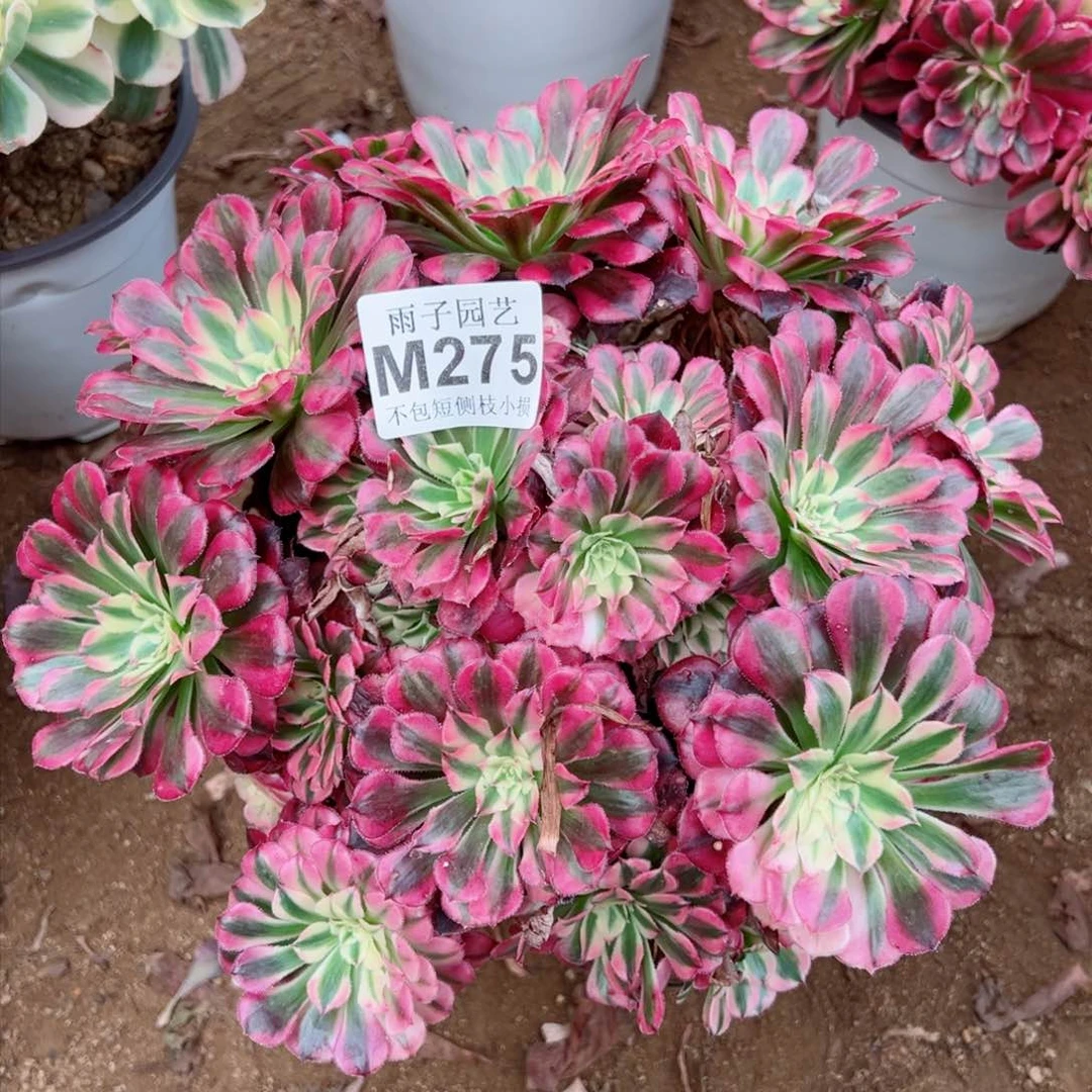 275红彤白雨子28左右