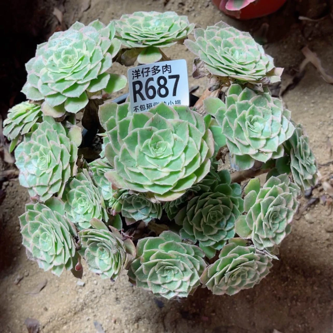 【闪购商品】687莲花座
