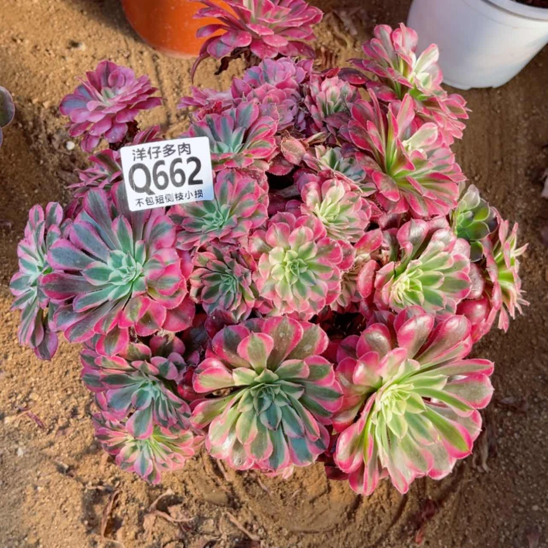 【闪购商品】662红彤白