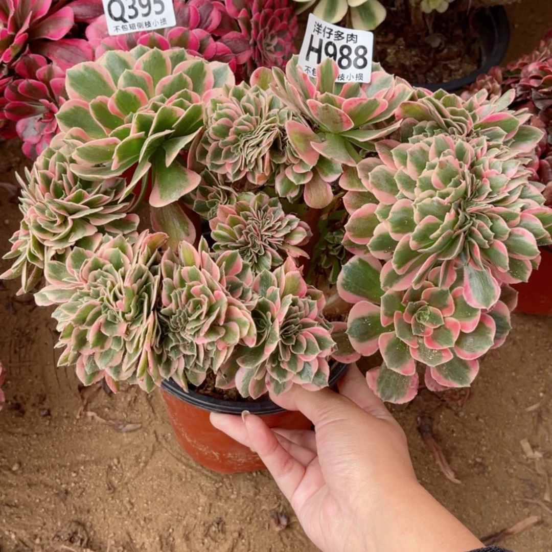 【闪购商品】988粉女郎缀修枝特价