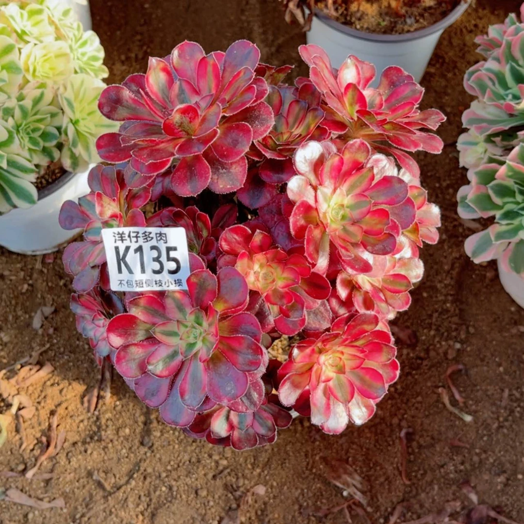 【闪购商品】135香奈儿