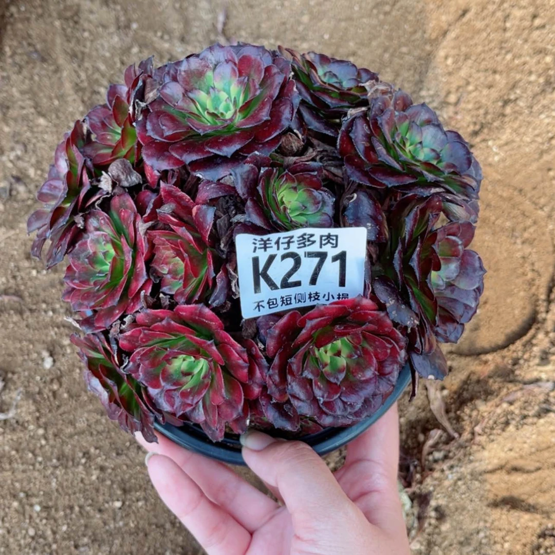 【闪购商品】271美姬