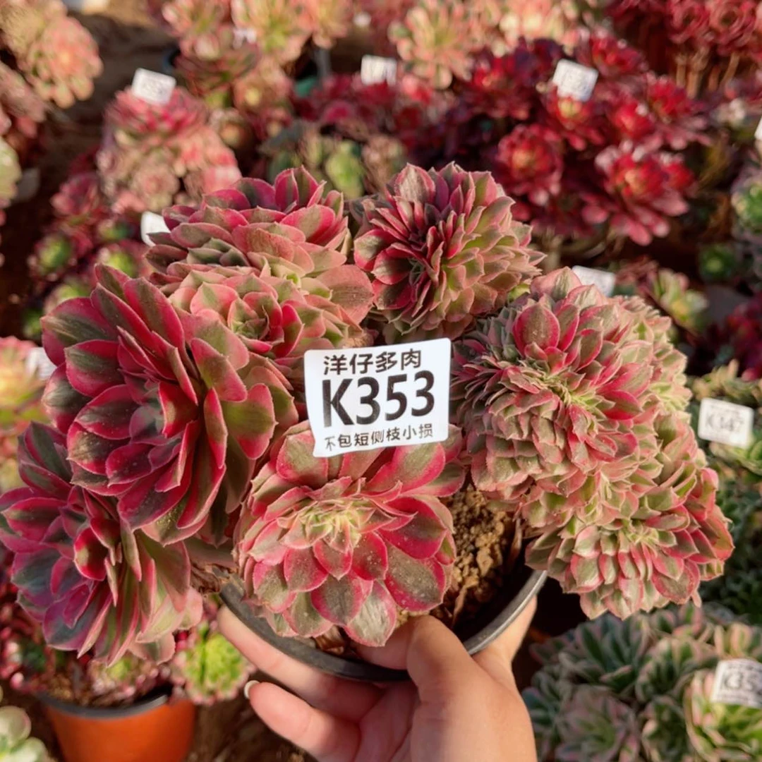 【闪购商品】353倾城缀