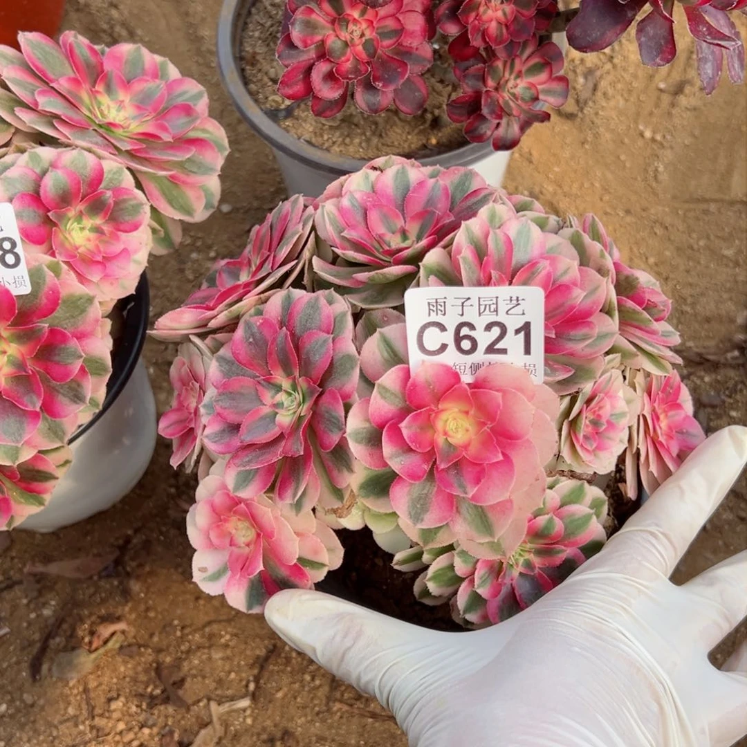 621清晨雨子多肉法师官服小