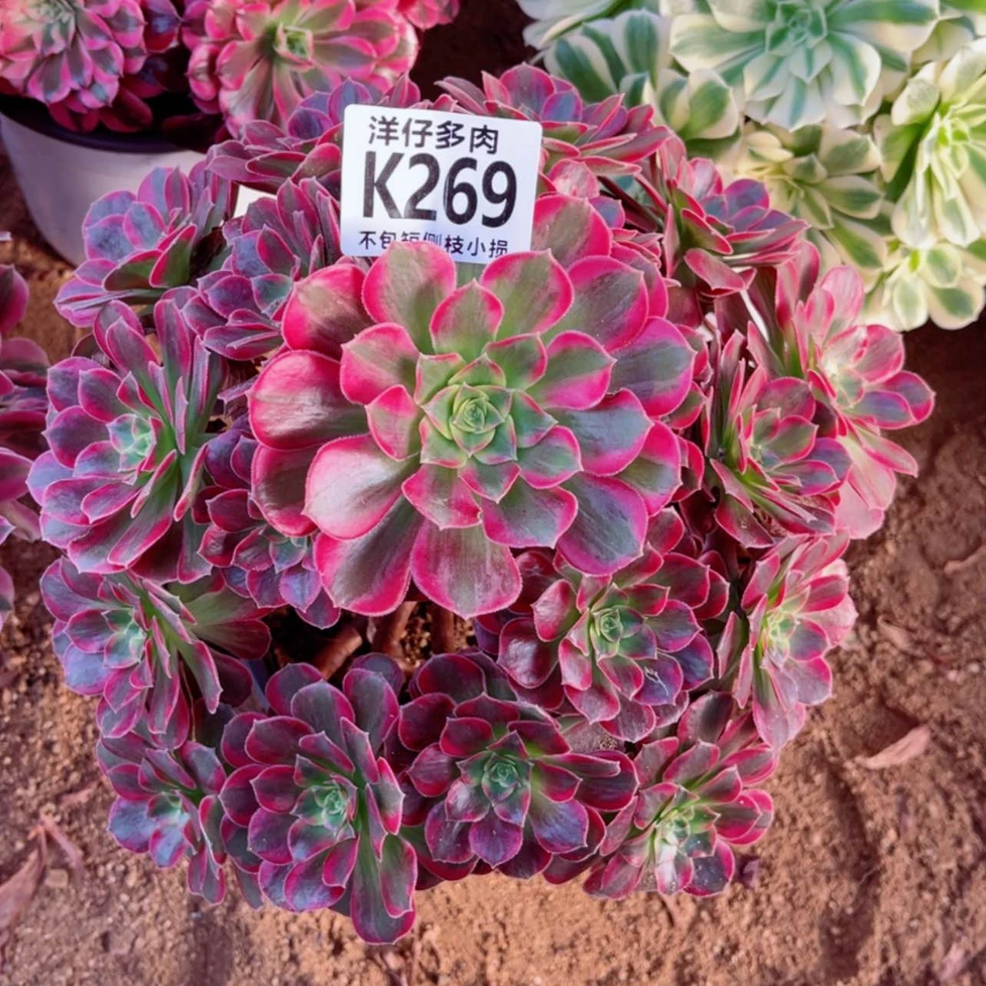 【闪购商品】269安娜