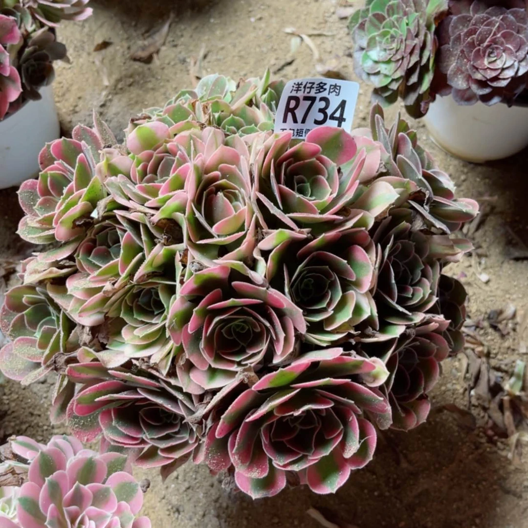【闪购商品】734香妃