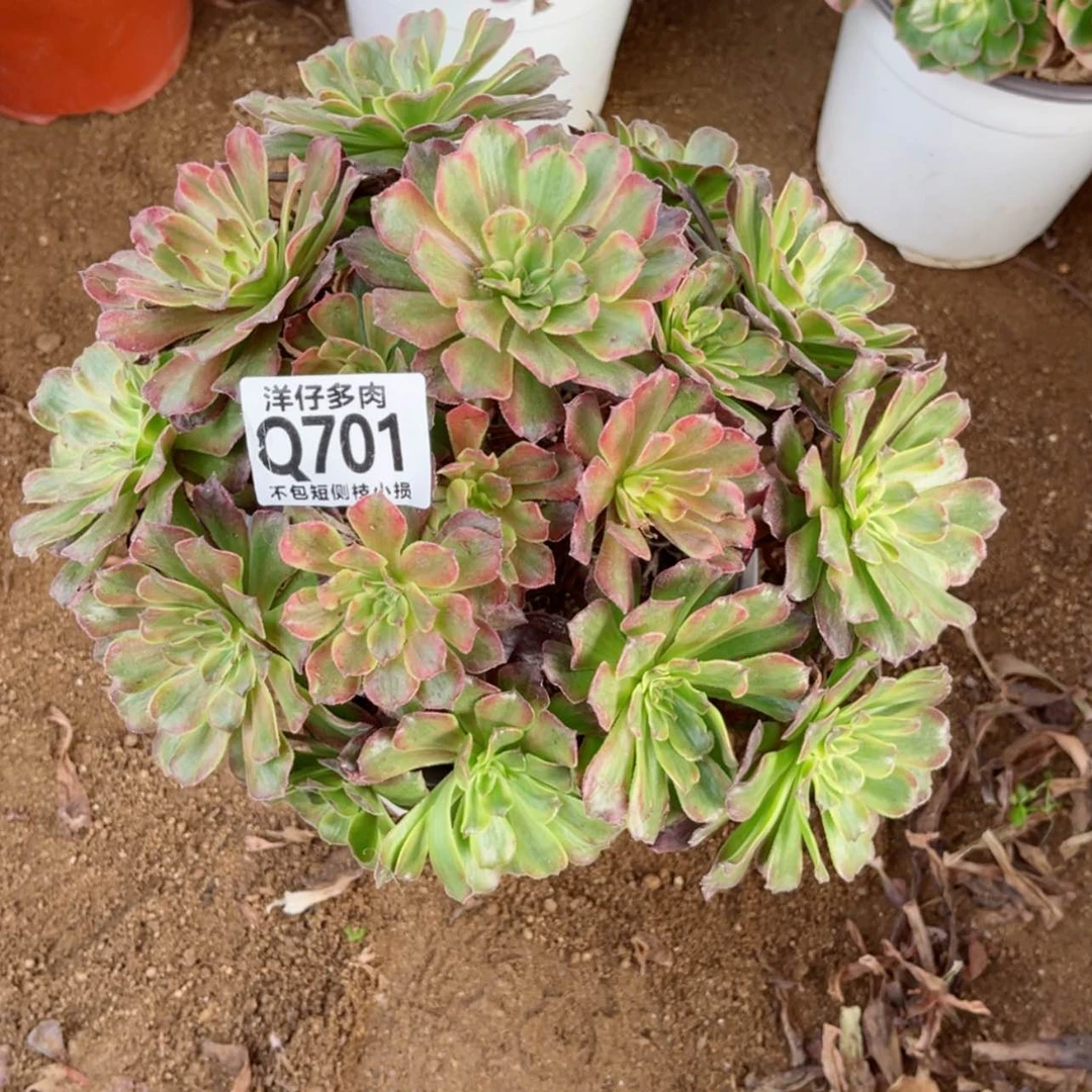 【闪购商品】701粉霞