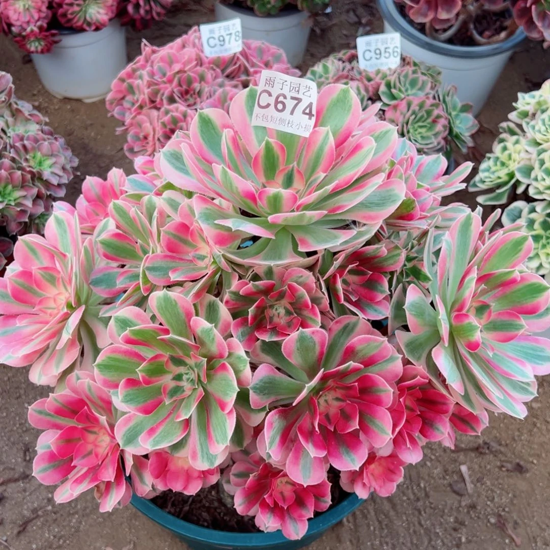 674大女巫雨子多肉官服40