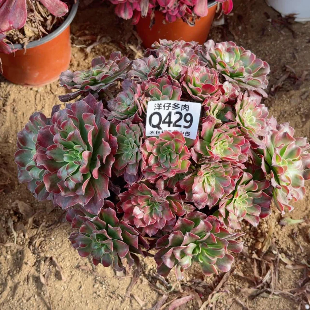 【闪购商品】429夕颜