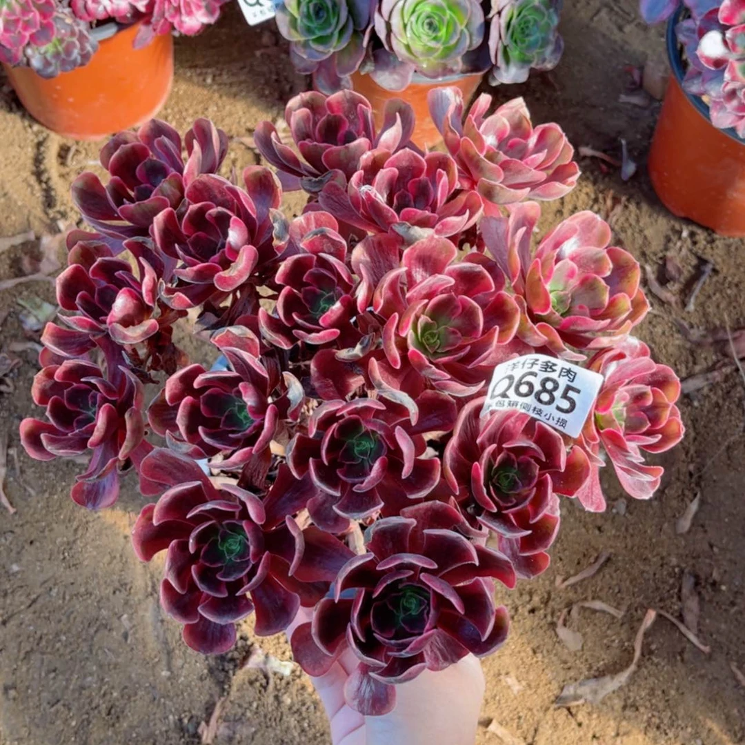 【闪购商品】685爱神