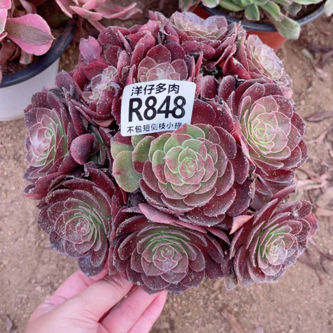 【闪购商品】848黑骑士