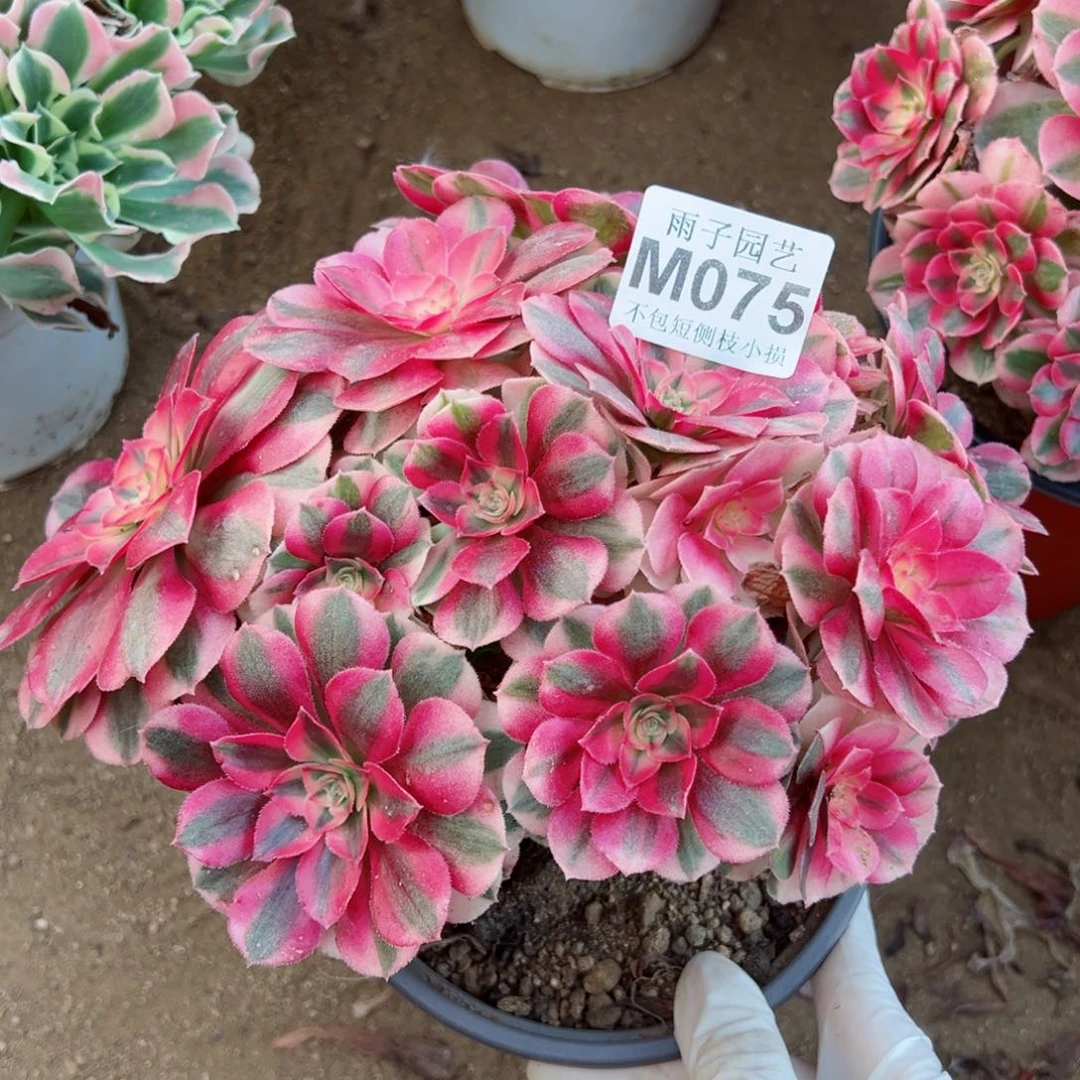 075清晨雨子多肉法师25左右