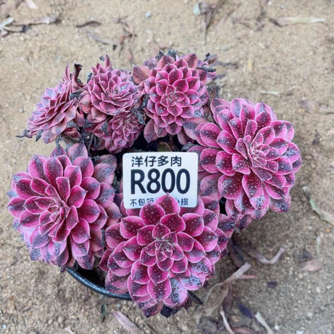 【闪购商品】800黑铜白缀化