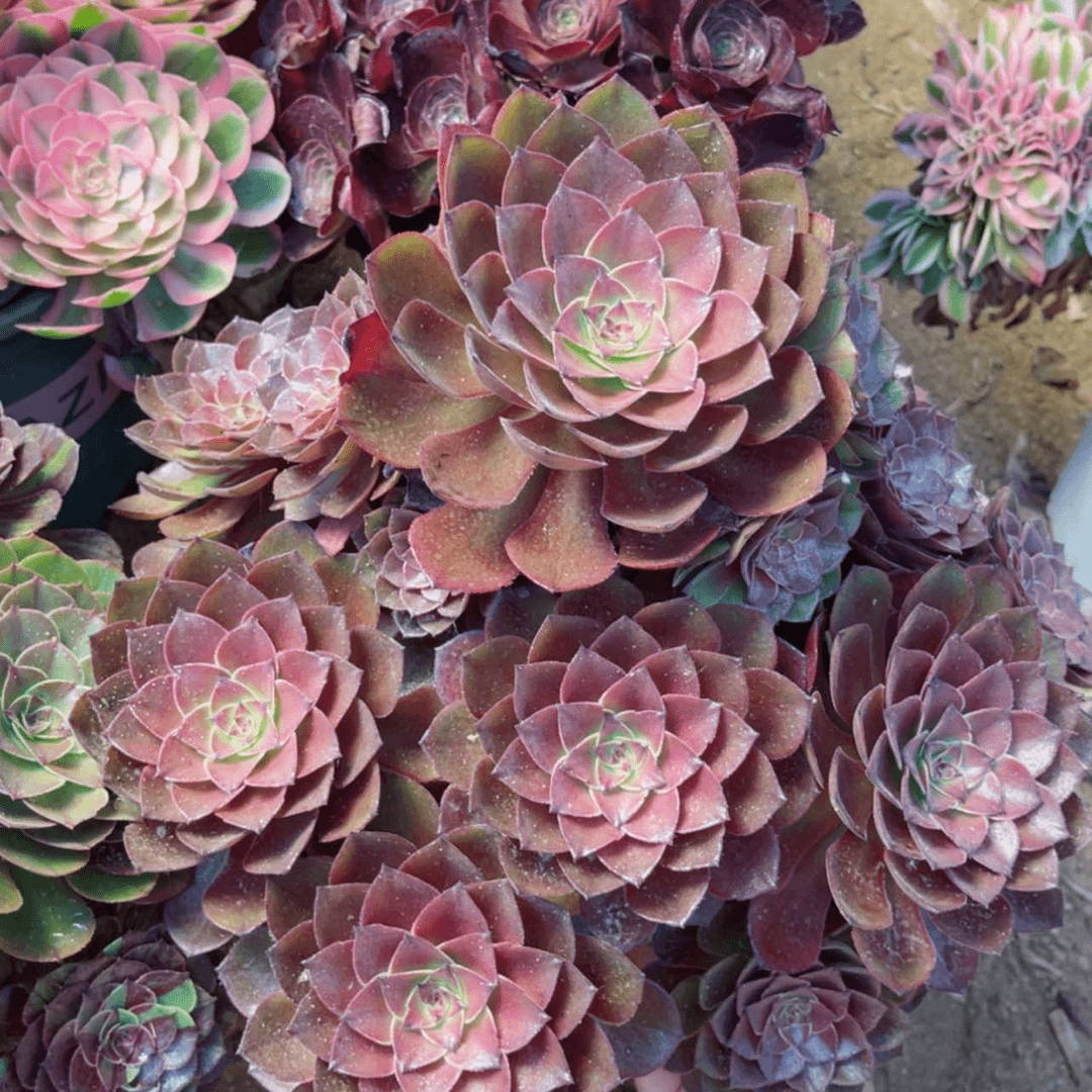 【闪购商品】桃花石