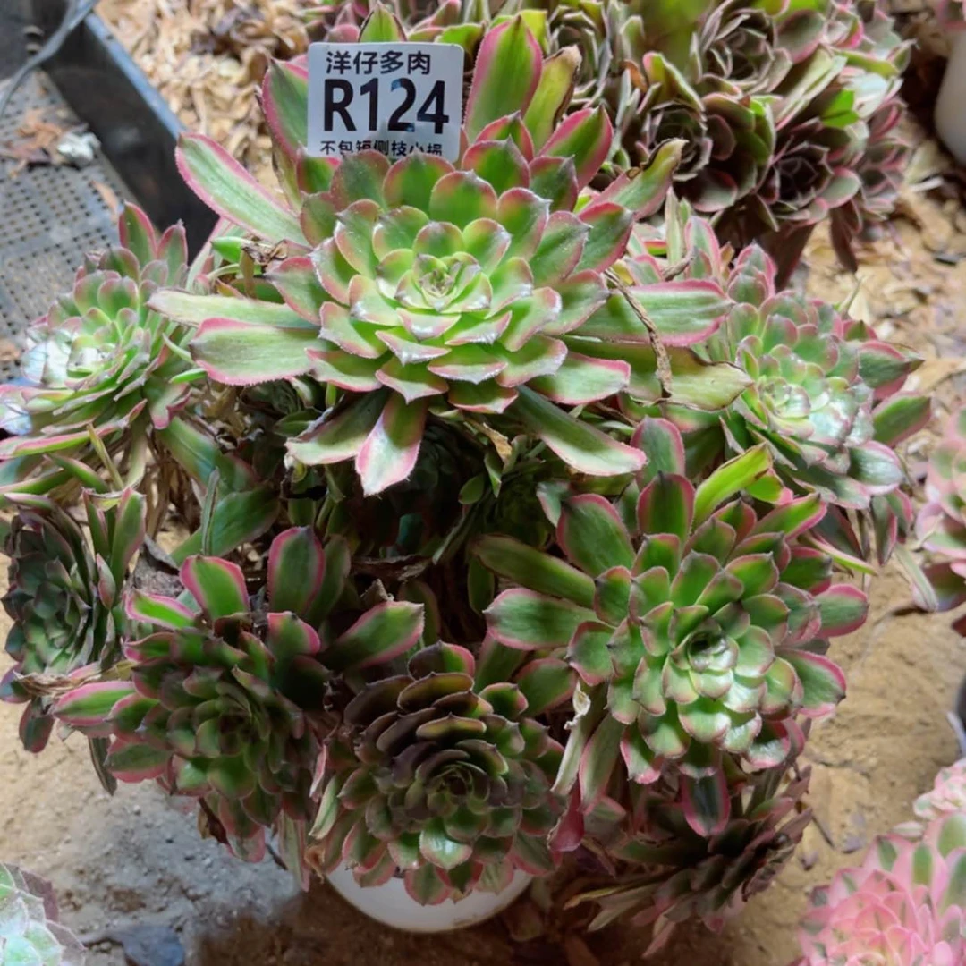 【闪购商品】我***茶124黄花梨