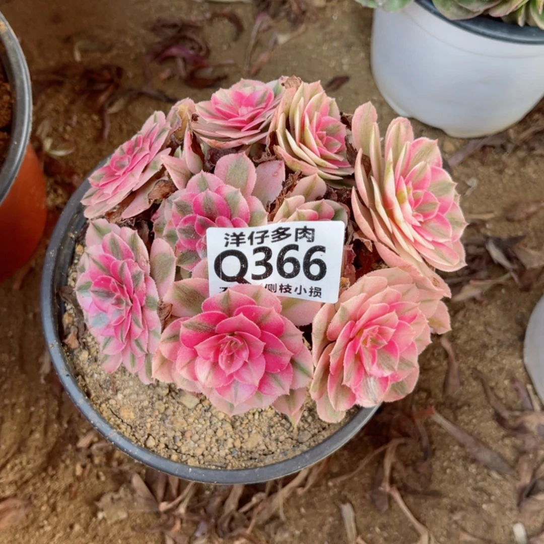 【闪购商品】366倾城