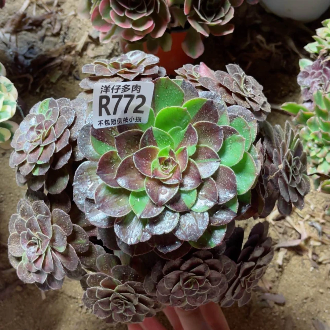 【闪购商品】772花月夜