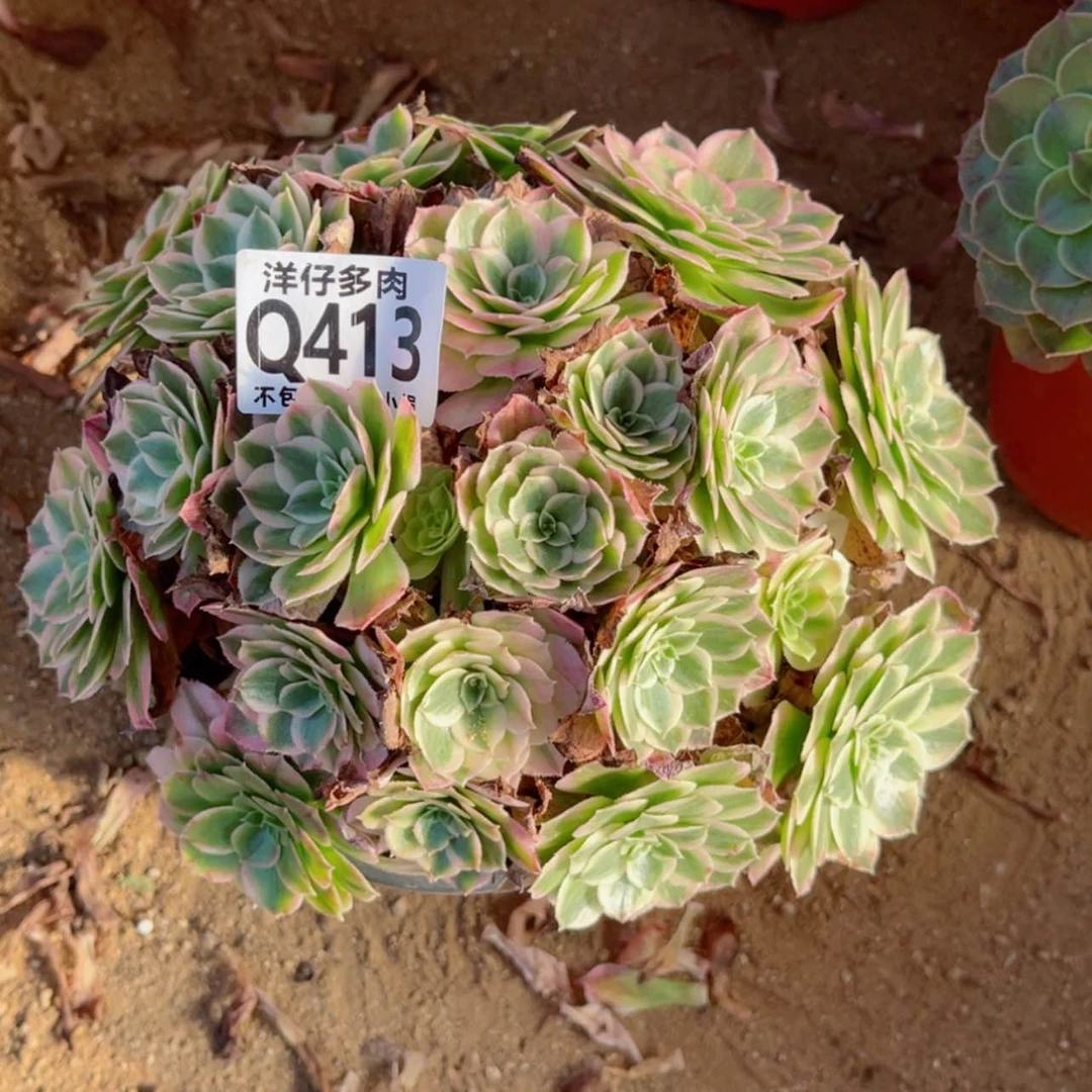 【闪购商品】413海王