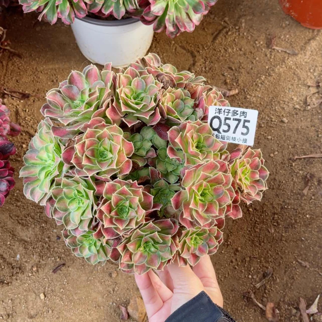 【闪购商品】575韶华