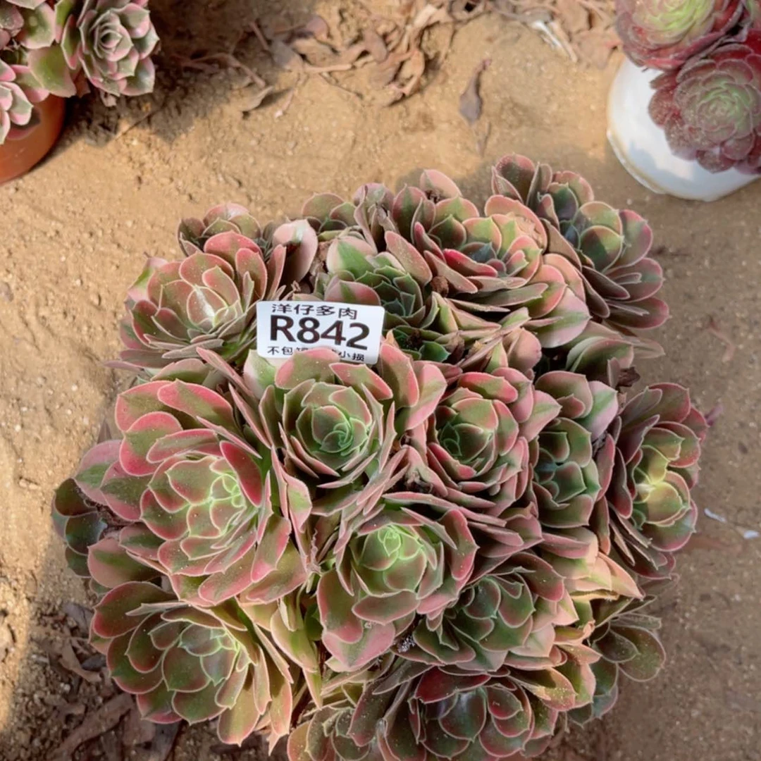 【闪购商品】842香妃