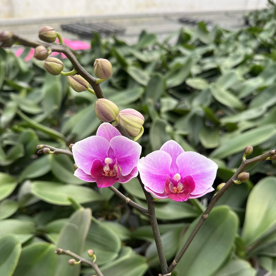 蝴蝶兰 臻选 第三名（绝代双骄）粉红色 晕染 气质 中花