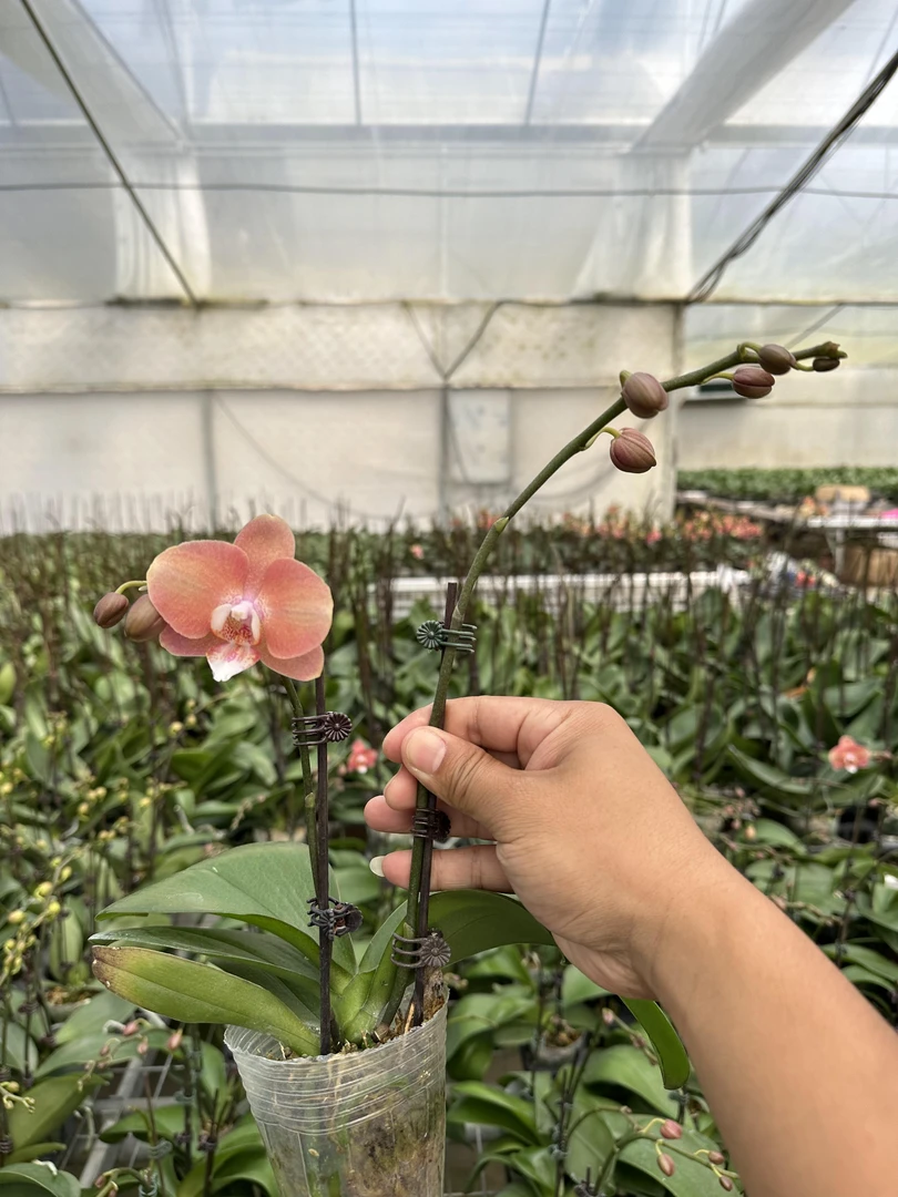 蝴蝶兰 （鲑鱼）欧品 复古渐变色 窗台高端 趣味轻奢 气质 仙女优选