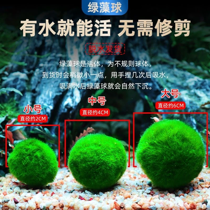 绿藻球鱼缸造景鱼缸装饰活体水草海藻球生态球绿藻球生态瓶水藻球