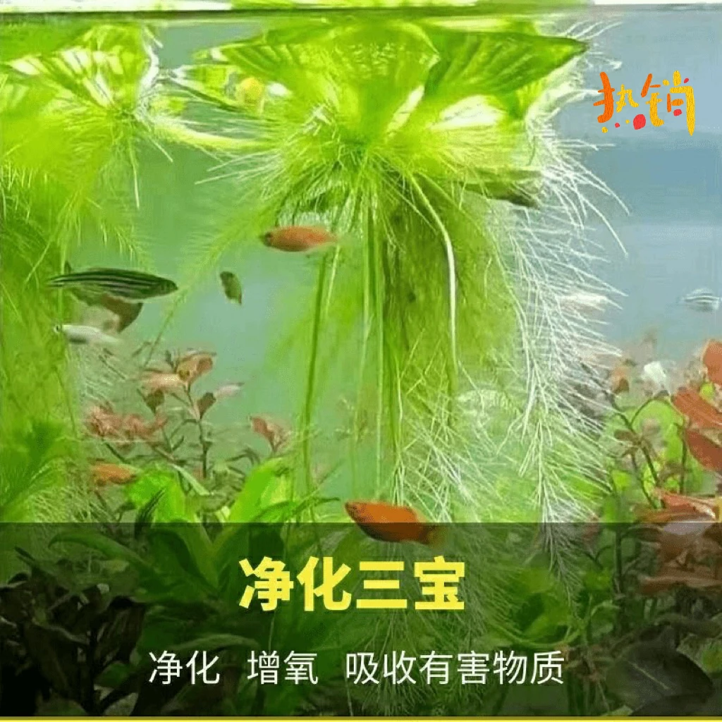 水芙蓉浮萍水草水面水生水培植物造景净化水质养鱼缸池塘庭院水养