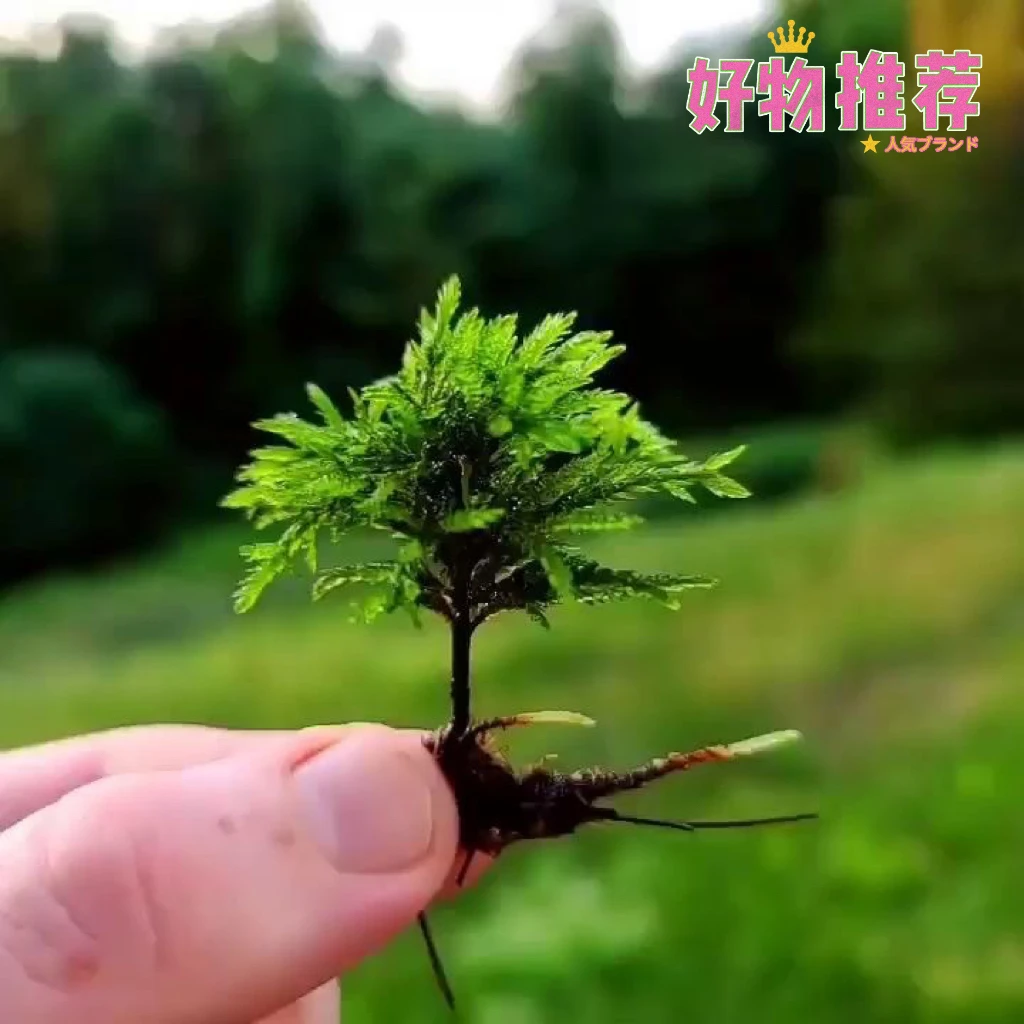 水培万年藓水草鱼缸植物懒人新手好养活耐寒生态瓶水草苔藓前中景