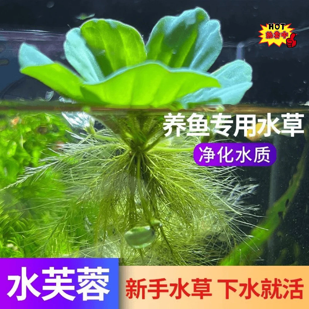 浮萍水草水面植物造景净化水质水生水培养鱼缸池塘庭院水养水芙蓉