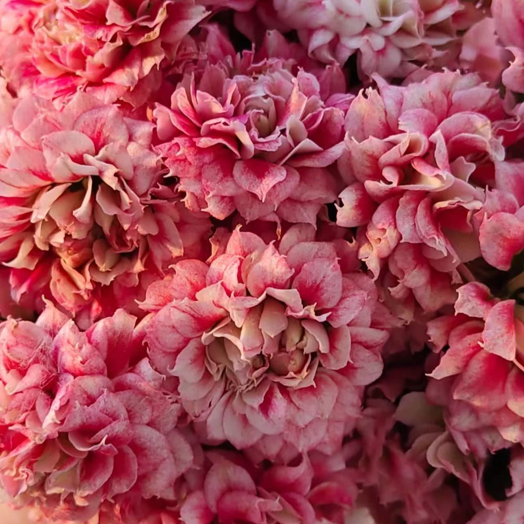 沉鱼落雁【120盆】重瓣长寿花带花苞美观鲜花盆栽室内阳台好养懒人