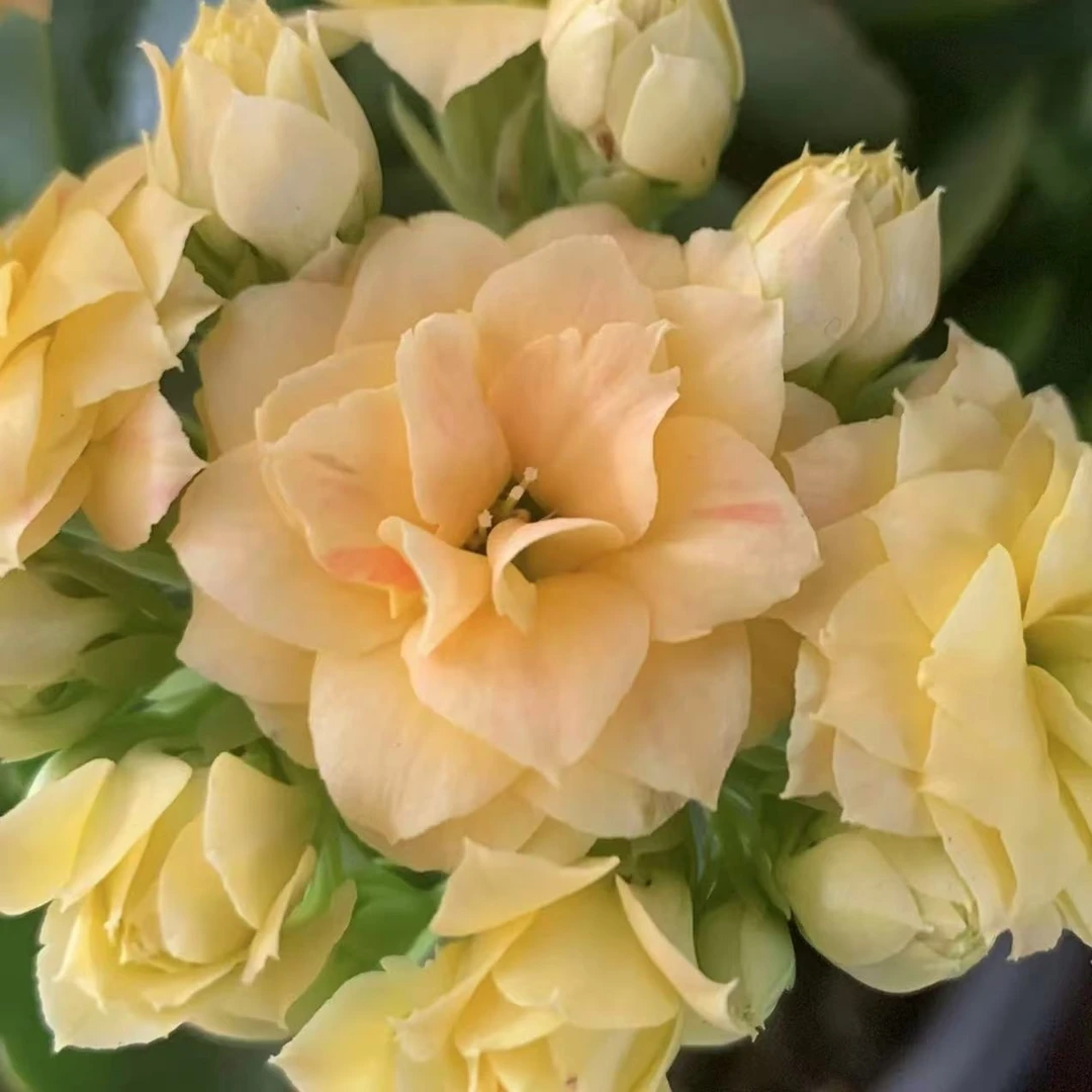 巴伯尔【130盆】重瓣长寿花带花苞美观鲜花盆栽室内阳台好养懒人花