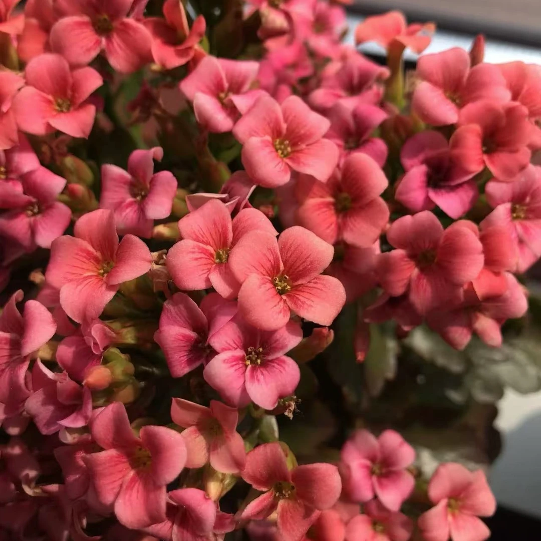 冷梅锦【120盆】单瓣长寿花带花苞美观鲜花盆栽室内阳台好