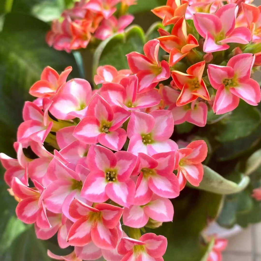 美丽心情【120盆】单瓣长寿花带花苞美观鲜花盆栽室内阳台好养懒人