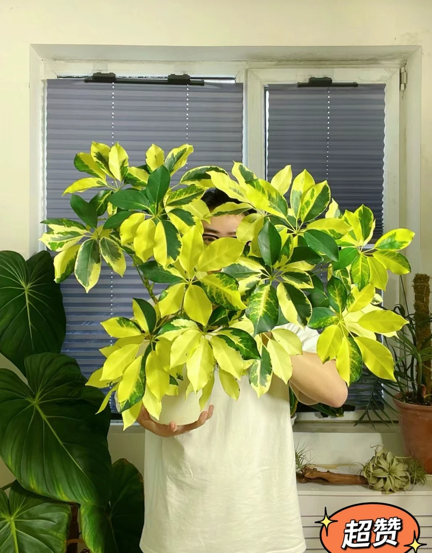 金叶招财木鸭脚木花八叶鹅掌柴阳台庭院室内树绿植常青植物盆栽