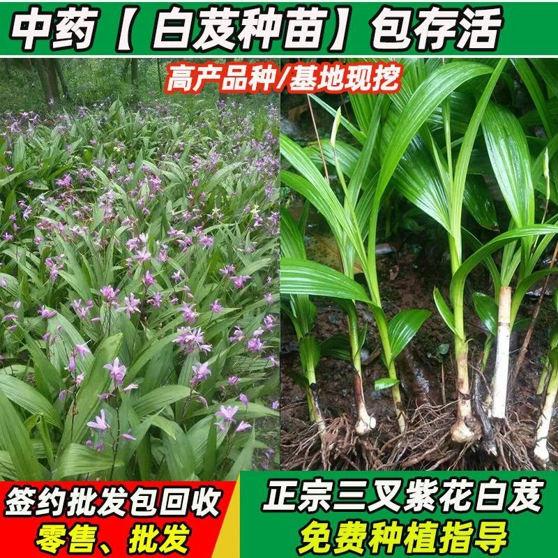中药材白芨种苗正宗紫花三叉白及种白芨苗子批发基地直销免费指导