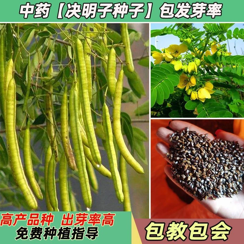 中药材决明子种子草决明种子新籽决明叶包出芽率决明茶种技术指导