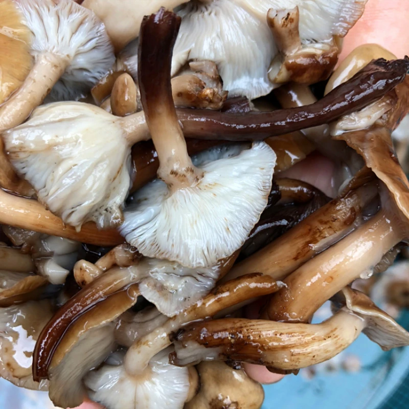 【速冻榛蘑】东北野生食用榛蘑新鲜速冻榛蘑小鸡炖蘑菇生鲜农产品