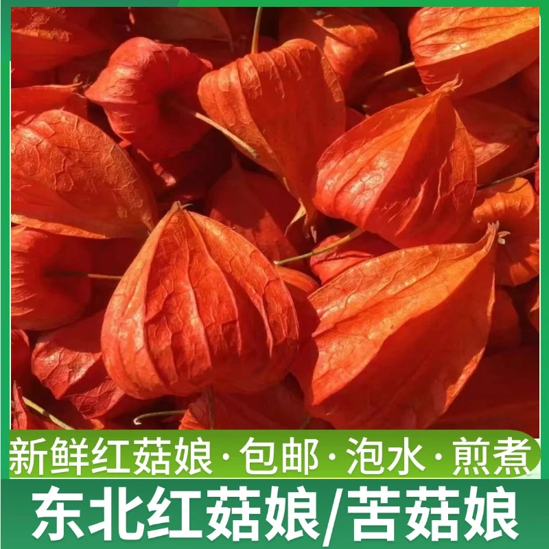 【红姑娘】东北红菇娘果菇茑苦菇娘灯笼果新鲜新货1斤起包邮泡水