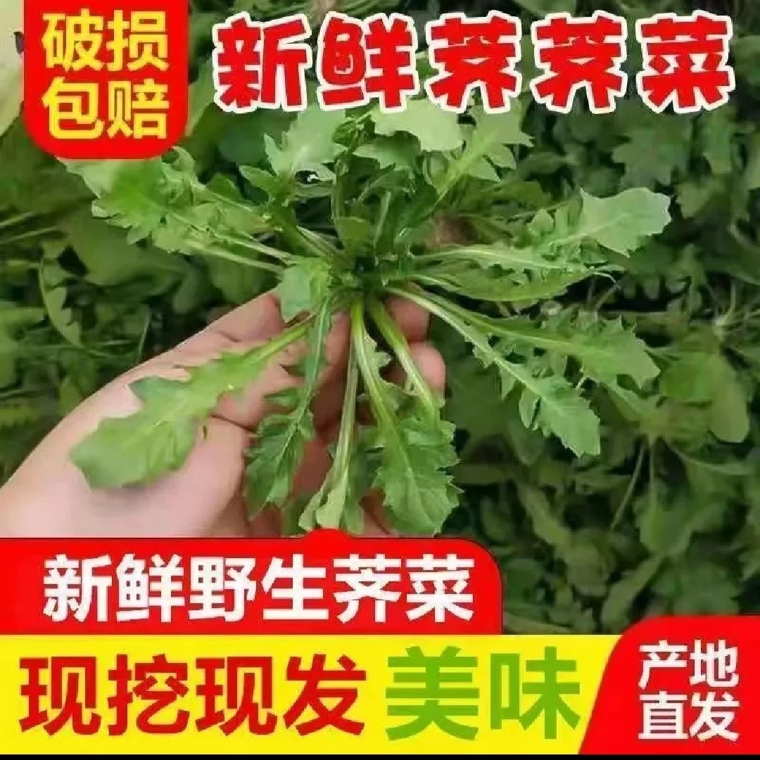 新鲜现挖荠菜饺子馅馄饨馅春卷馅用新鲜荠菜