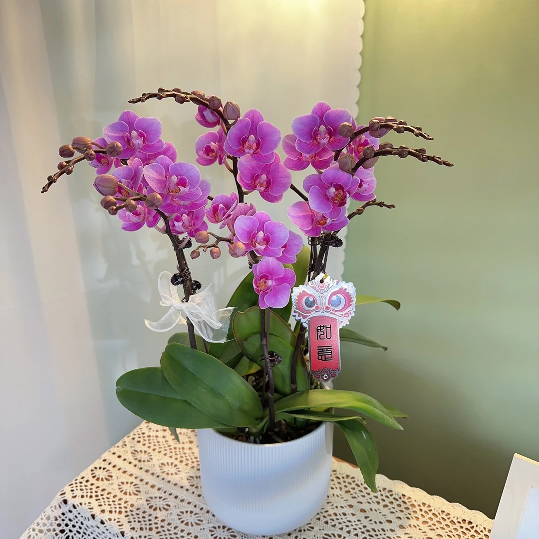 家成优选【骄阳】蝴蝶兰花卉四季好养兰花盆栽绿植3-6