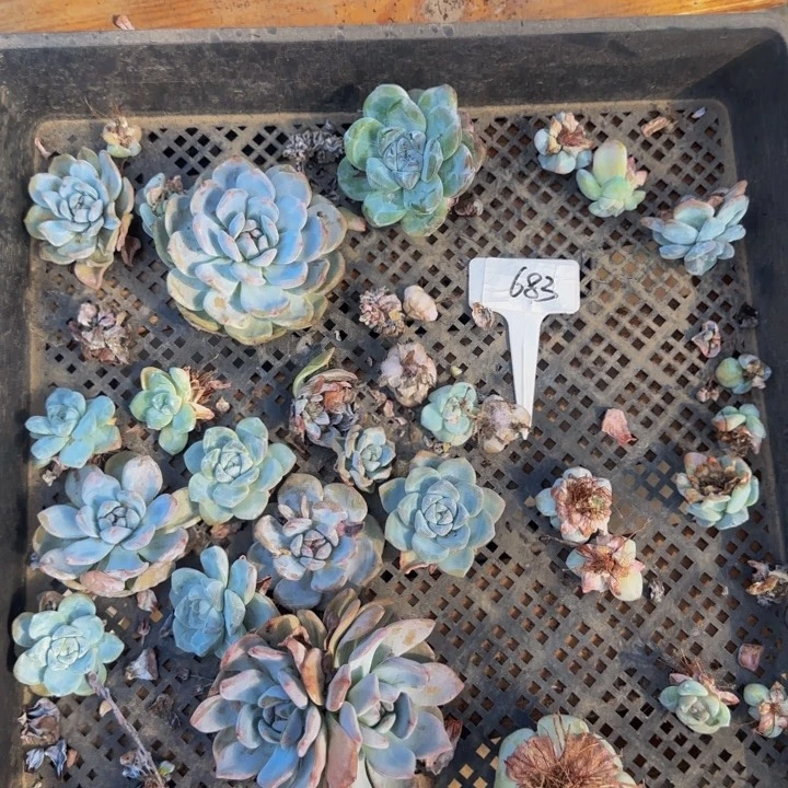 683号组合特价一筐多肉