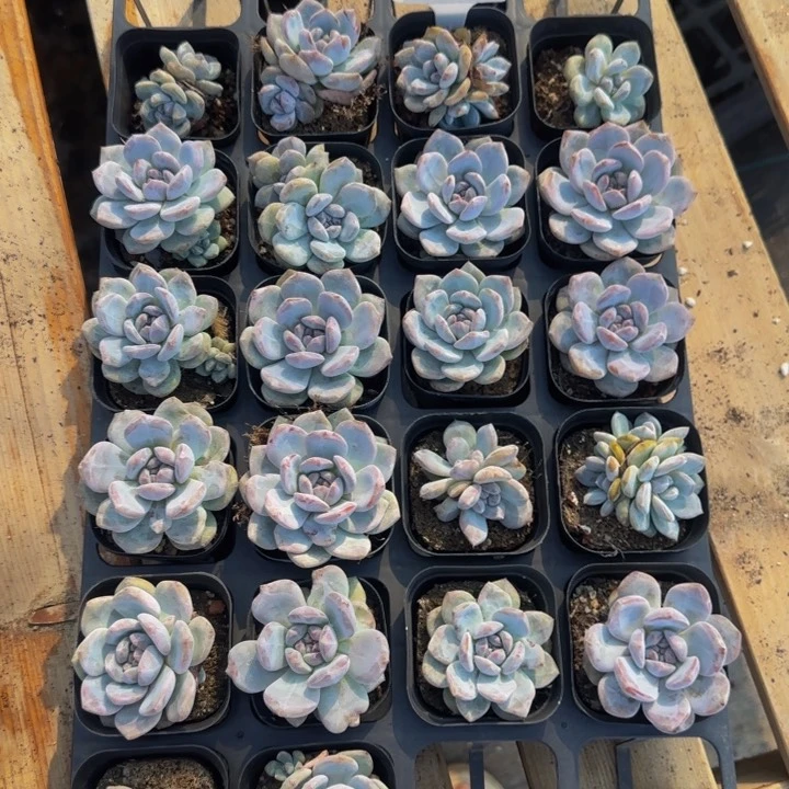 626组合特价22颗